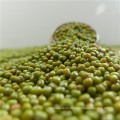 New crop Green mung beans for food